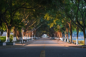 榕树路.jpg